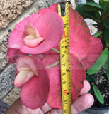 Euphorbia Milii SETHEE KOHN CAEN Crown of Thorns Corona de Cristo Giant Flowers