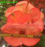 Euphorbia Milii SAFARI SUNSET Crown of Thorns Corona de Cristo Giant