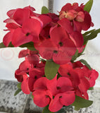 Euphorbia Milii HWAN CHAI Crown Of Thorns  Corona de Cristo