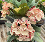 Euphorbia Milii JAN JAO Crown of Thorns  Corona de Cristo Thai Hybrid