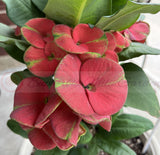 Euphorbia Milii TOP MILLIONAIRE (Yod Sethee) Crown of Thorns Corona de Cristo