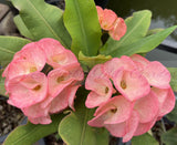 Euphorbia Milii UDOM PHON Crown of Thorns Corona de Cristo Cactus Thai Hybrid