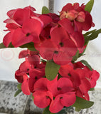 Euphorbia Milii HWAN CHAI Crown Of Thorns  Corona de Cristo