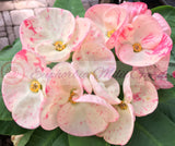 Euhorbia Milii Crown Of Thorns Premium Genetics Corona de Cristo