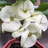 Euphorbia Milii SIAM WHITE Crown of Thorns Corona de Cristo Poysean Succulents Tropicals