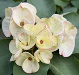 Euphorbia Milii TWILIGHT WONDER Crown Of Thorns Thai Hybrid Corona de Cristo