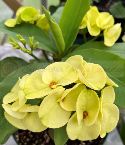 Euphorbia Milii 'Parisienne" Crown of Thorns Corona De Cristo Succulent