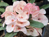 Euphorbia Milii Crown of Thorns "Mon Rak" Coronas de Cristo Thai Hybrid