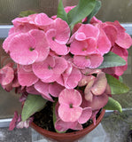 Euphorbia Milii SETHEE MUEANG CHAN Crown of Thorns Corona de Cristo Gigantic Flowers