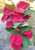 Euphorbia Milii VIOLET QUEEN Crown Of Thorns Corona de Cristo Thai Hybrid