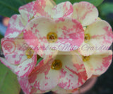 Euphorbia Milii HARLEQUIN Crown of Thorns Corona de Cristo Thai Hybrid
