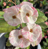 Euhorbia Milii Crown Of Thorns Corona de Cristo PAPERINA