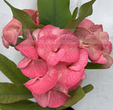 Euphorbia Milii LUCKY RUBY Crown of Thorns Corona de Cristo Thai Hybrid