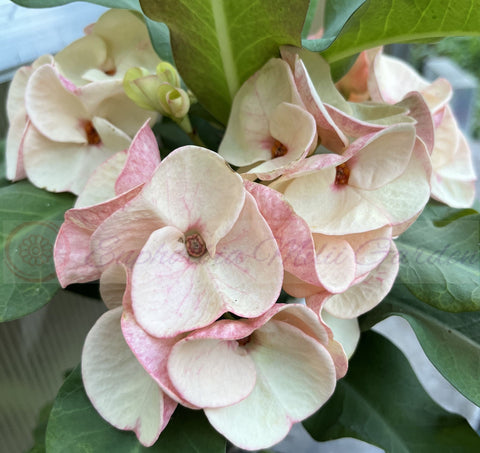 Euphorbia Milii BEAUTY QUEEN Crown Of Thorns Plant Corona de Cristo Succulents