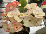 Euphorbia Milii Charoen Lap Crown of Thorns  Corona de Cristo