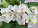 A close-up of a Euphorbia milii plant with clusters of large, white flowers featuring pink streaks and green leaves.