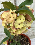 Euhorbia Milii Crown Of Thorns "Spanish Cream" COLLECTOR'S COLLECTION