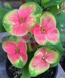 Euphorbia Milii Flame of the Forest Crown of Thorns – Starter Cutting