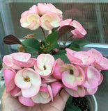 Crown of Thorns 'Angelique' Euphorbia Milii Corona de Cristo Cactus Plant