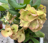Euphorbia Milii UDOM PHON Crown of Thorns Corona de Cristo Cactus Thai Hybrid