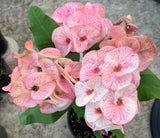 Euphorbia Milii SIAM DIAMOND Crown of Thorns Corona de Cristo Poysean Succulent