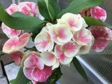 Euphorbia Milii BLESSING Crown Of Thorns  Corona de Cristo Cactus Succulents Tropicals
