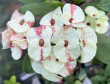 Euphorbia Milii MIDORI Crown of Thorns Corona De Cristo Poysean Thai Hybrid