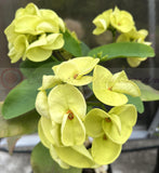 Euphorbia Milii 'Parisienne" Crown of Thorns Corona De Cristo Succulent