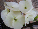 Euphorbia Milii BRIDAL WHITE Crown of Thorns Corona de Cristo Succulent