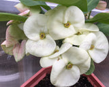 Euphorbia Milii SIAM WHITE Crown of Thorns Corona de Cristo Poysean Succulents Tropicals