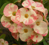 Euphorbia Milii HARLEQUIN Crown of Thorns Corona de Cristo Thai Hybrid
