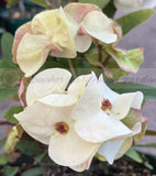 Euphorbia Milii ANGEL ROCK Crown of Thorns Corona de Cristo Cactus