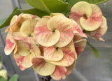 Euhorbia Milii CALIFORNIA SUNRISE Crown Of Thorns Corona de Cristo