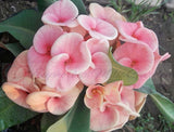 Euphorbia Milii SETHEE MUEANG CHAN Crown of Thorns Corona de Cristo Gigantic Flowers