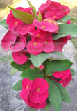 Euphorbia Milii VIOLET QUEEN Crown Of Thorns Corona de Cristo Thai Hybrid
