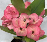 Euphorbia Milii LUCKY RUBY Crown of Thorns Corona de Cristo Thai Hybrid