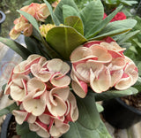 Euphorbia Milii JAN JAO Crown of Thorns  Corona de Cristo Thai Hybrid