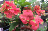 Euphorbia Milii Flame of the Forest Crown of Thorns – Starter Cutting