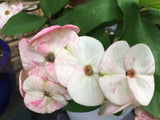 Euhorbia Milii Crown Of Thorns Corona de Cristo PAPERINA