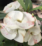 Close-up of a fancy-colored Euphorbia milii flowers with pinkish-red speckles and green leaves, with a faint watermark across the center.