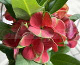 Euphorbia Milii TOP MILLIONAIRE (Yod Sethee) Crown of Thorns Corona de Cristo