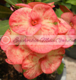 Euphorbia Milii SAFARI SUNSET Crown of Thorns Corona de Cristo Giant