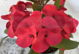 Euphorbia Milii HWAN CHAI Crown Of Thorns  Corona de Cristo