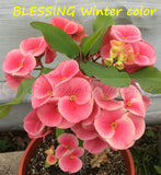 Euphorbia Milii BLESSING Crown Of Thorns  Corona de Cristo Cactus Succulents Tropicals