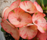 Euphorbia Milii SAFARI SUNSET Crown of Thorns Corona de Cristo Giant
