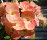 Euphorbia Milii HARLEQUIN Crown of Thorns Corona de Cristo Thai Hybrid