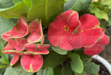 Euphorbia Milii TOP MILLIONAIRE (Yod Sethee) Crown of Thorns Corona de Cristo