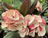 Euphorbia Milii JAN JAO Crown of Thorns  Corona de Cristo Thai Hybrid