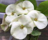 Euphorbia Milii SIAM WHITE Crown of Thorns Corona de Cristo Poysean Succulents Tropicals