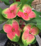 Euphorbia Milii Flame of the Forest Crown of Thorns – Starter Cutting